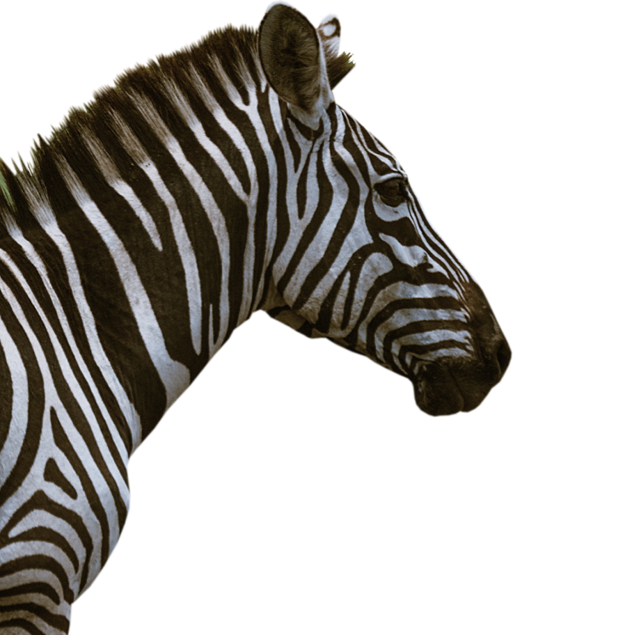 Zebra_